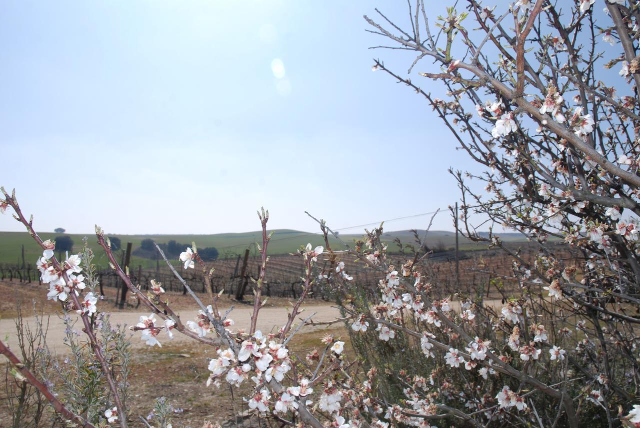 Casa Rural Teso De La Encina Villamor de los Escuderos エクステリア 写真